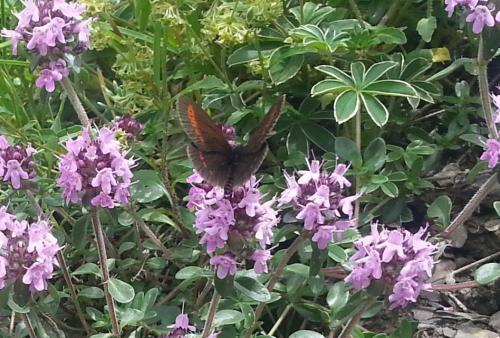 Erebia sudetica